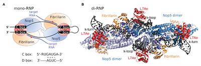 Conservation of Archaeal C/D Box sRNA-Guided RNA Modifications